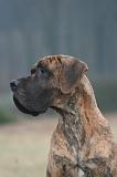 DOGUE ALLEMAND 737